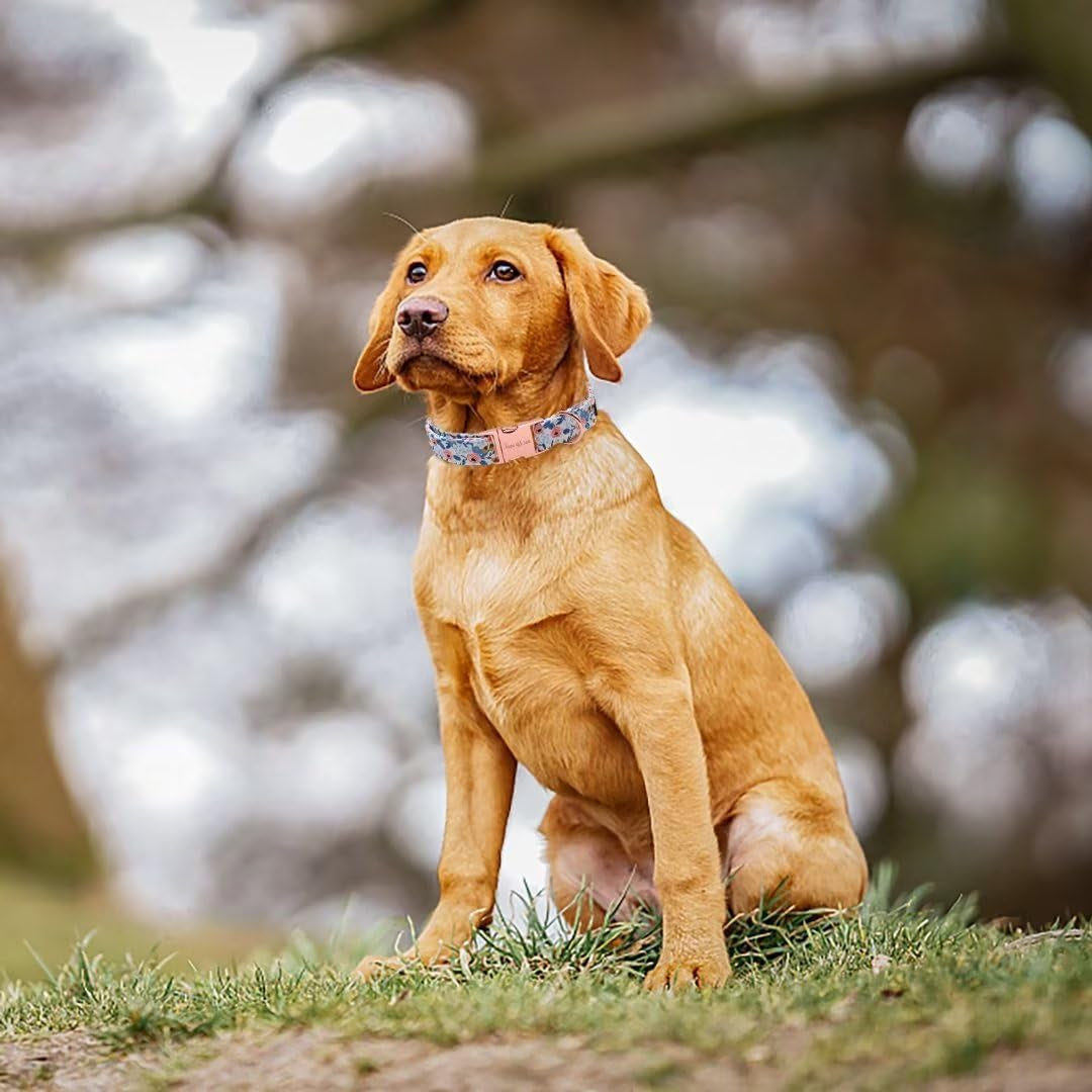 Dog Collar with Metal Buckle - Red Rose Flower Gift for Small, Medium, Large Boys Girls Dogs - Durable and Cute